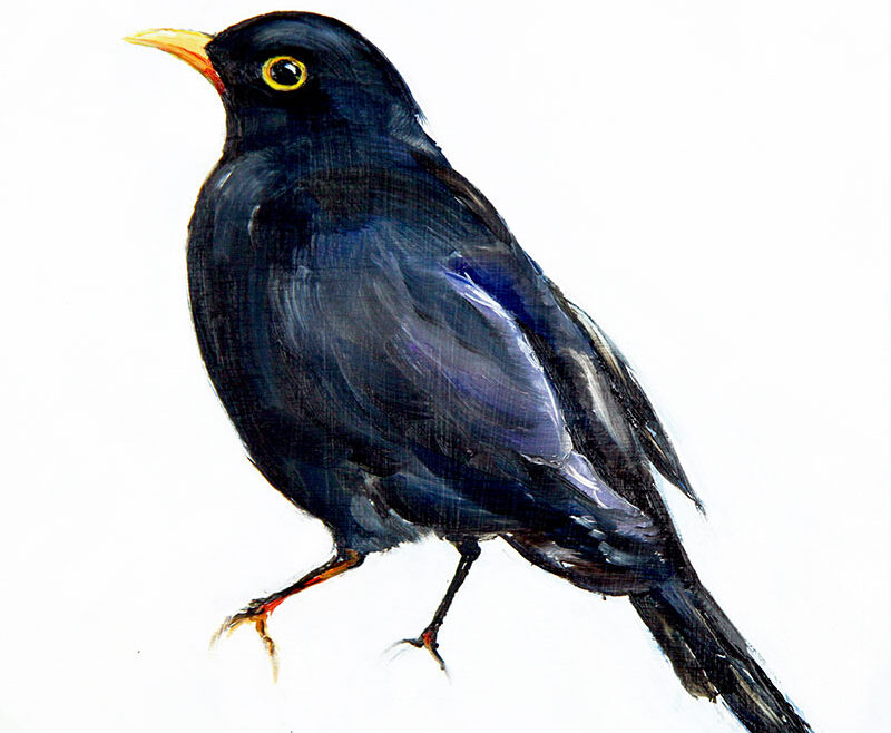 sbrunskill-16-blackbird