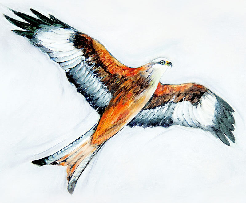 sbrunskill-25-red-kite